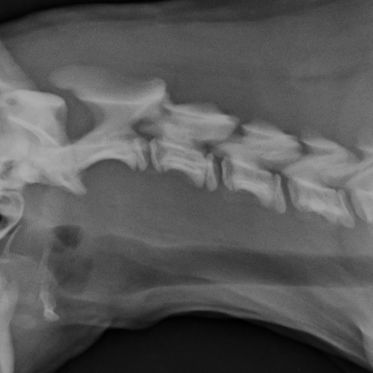 x ray of dogs cervical spine